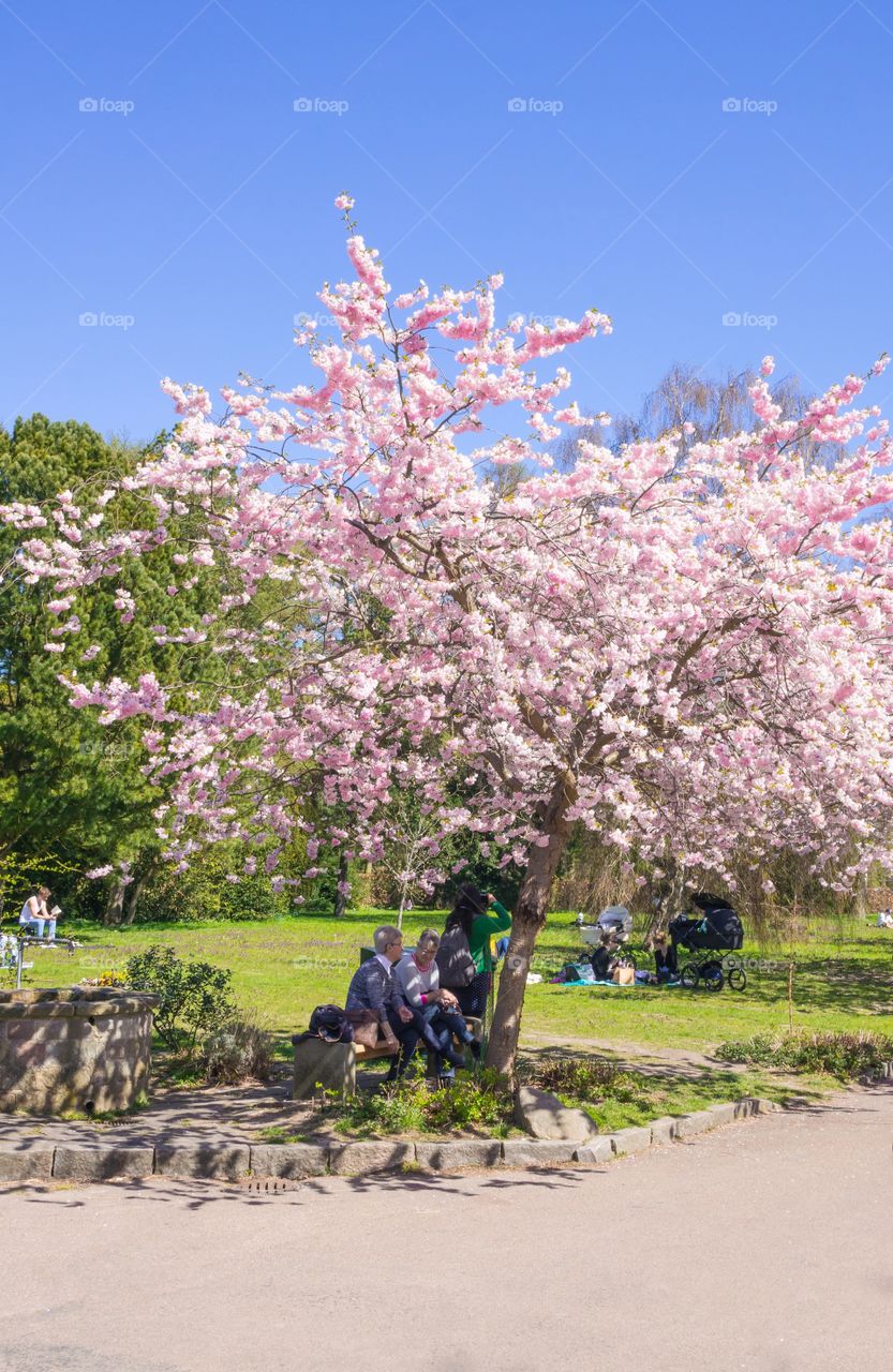 Pink park