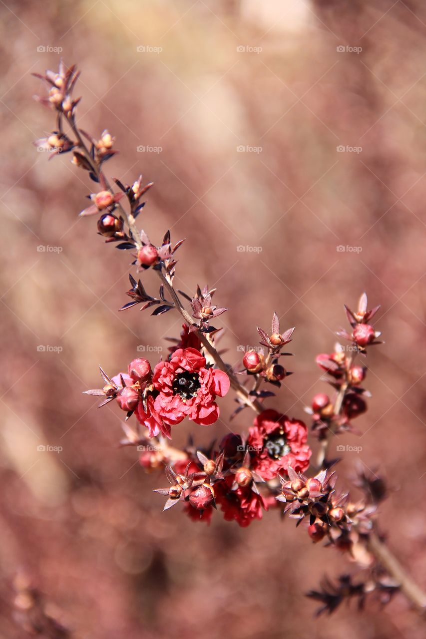 Branch of flowers 