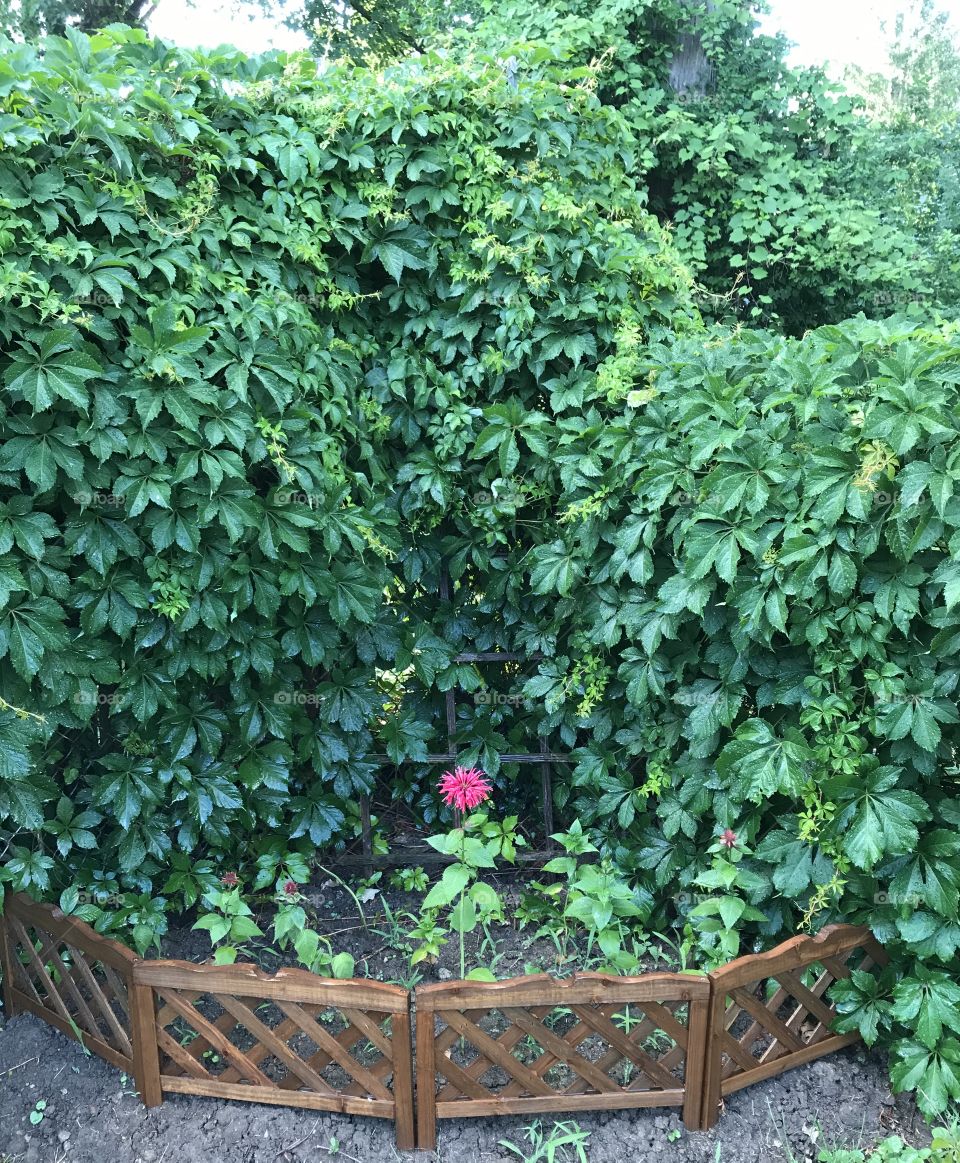 Red beebalm flower blooming w ivy covered fence 