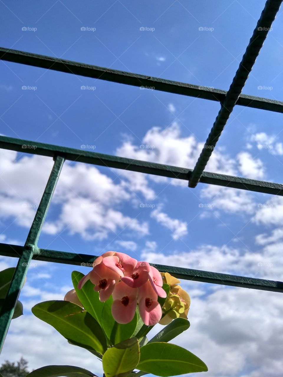 Flowers and sky with lines from the fence. It's a peaceful view. It's a calm morning.