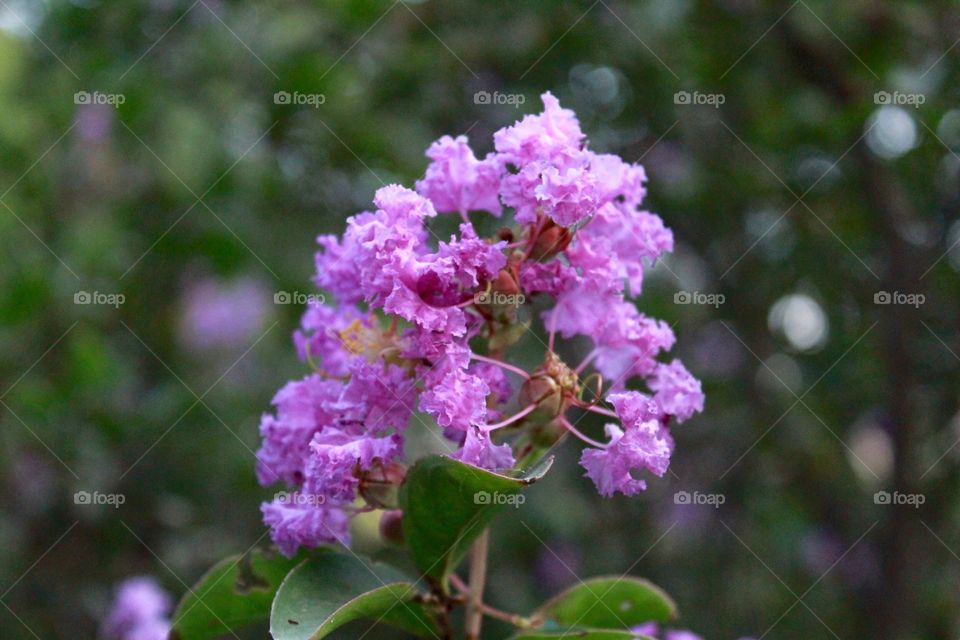 Garden of Five Senses #12. Garden of Five Senses, New Delhi, India 