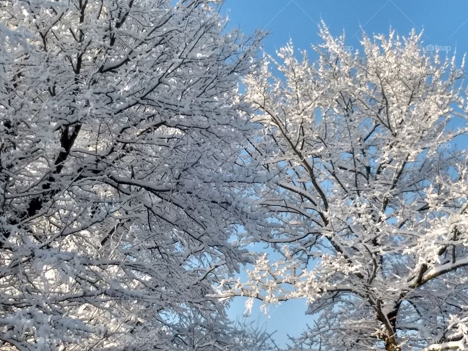 Double Trouble Snow White Trees