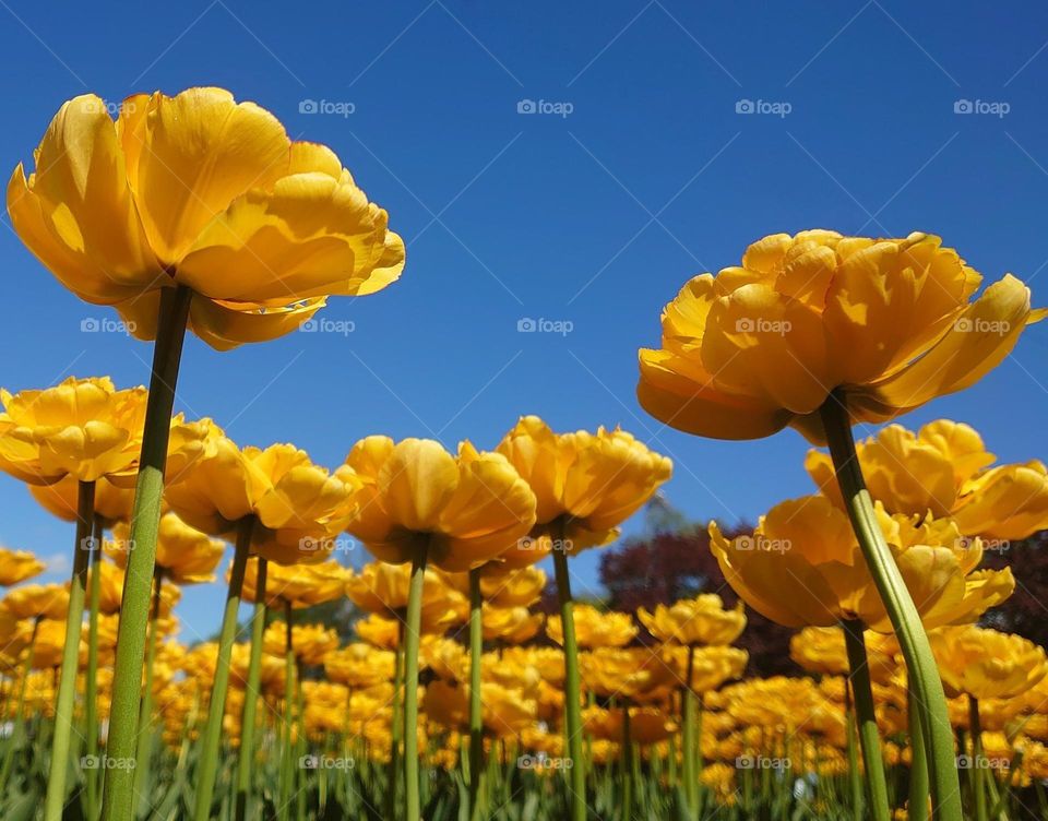 Yellow tulips 💛💙