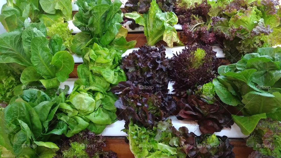 Hydroponics, by definition, is a method of growing plants in a water based, nutrient rich solution.