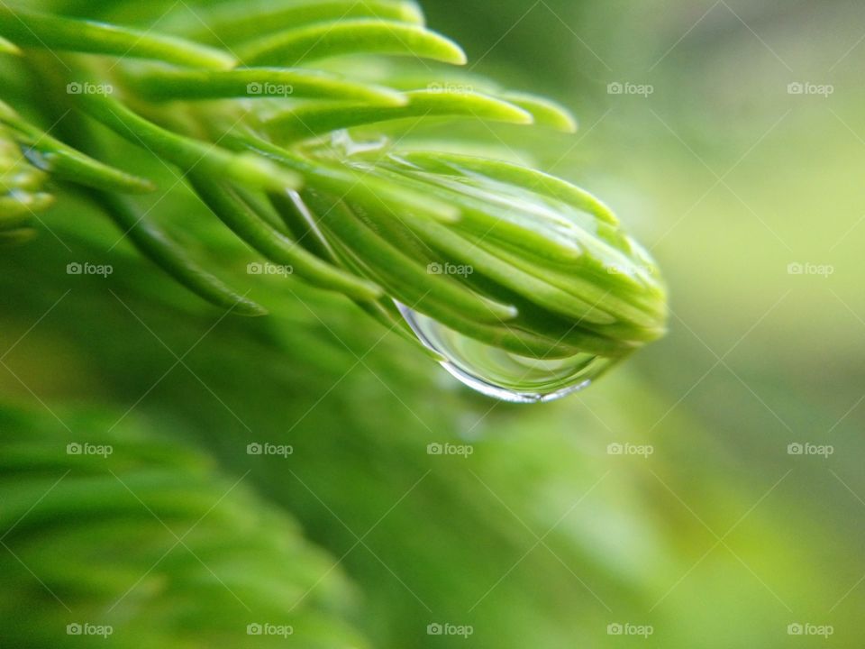 The last two drops of rain in a sunny day on a fresh leaf