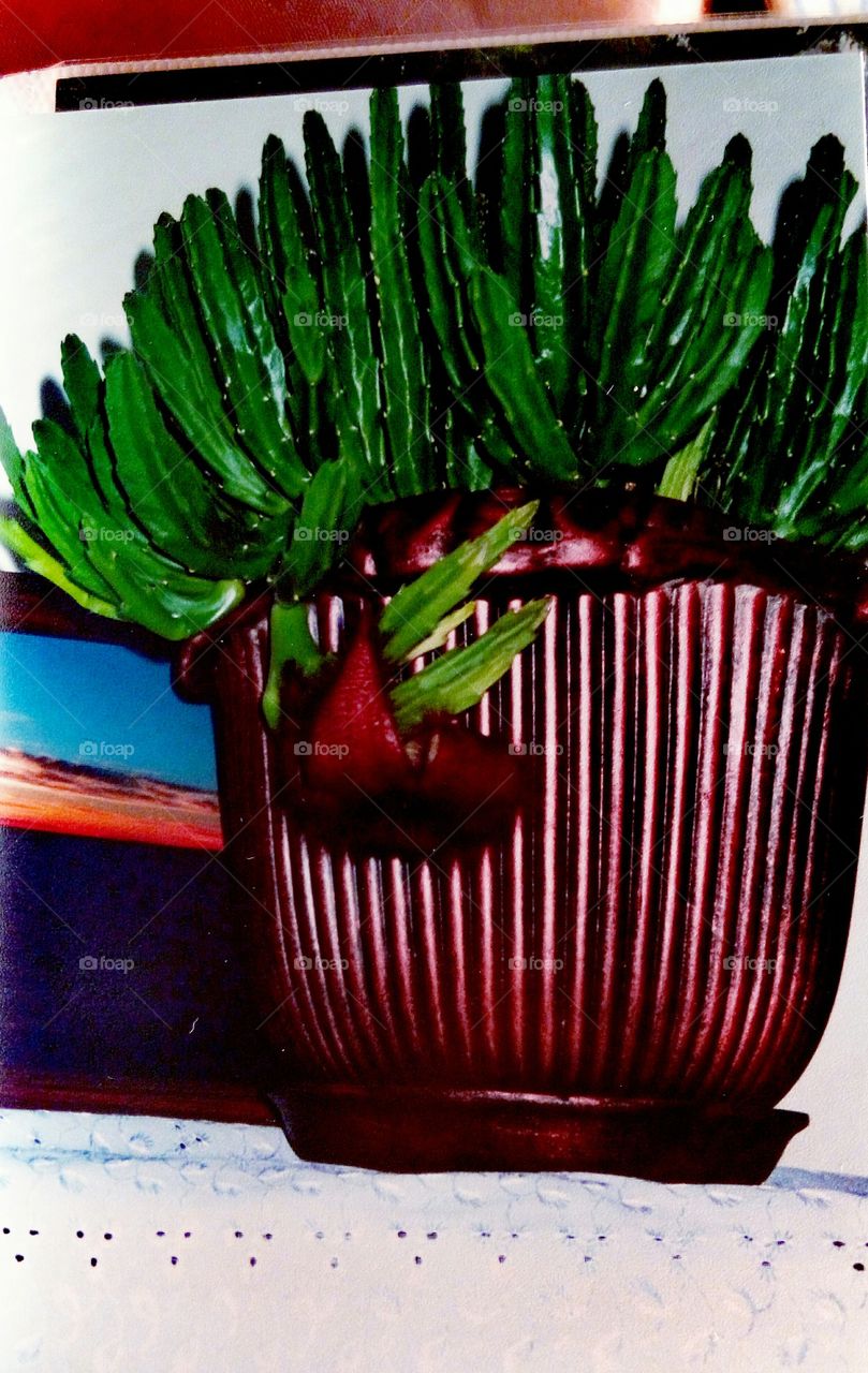 Close-up of potted cactus plant