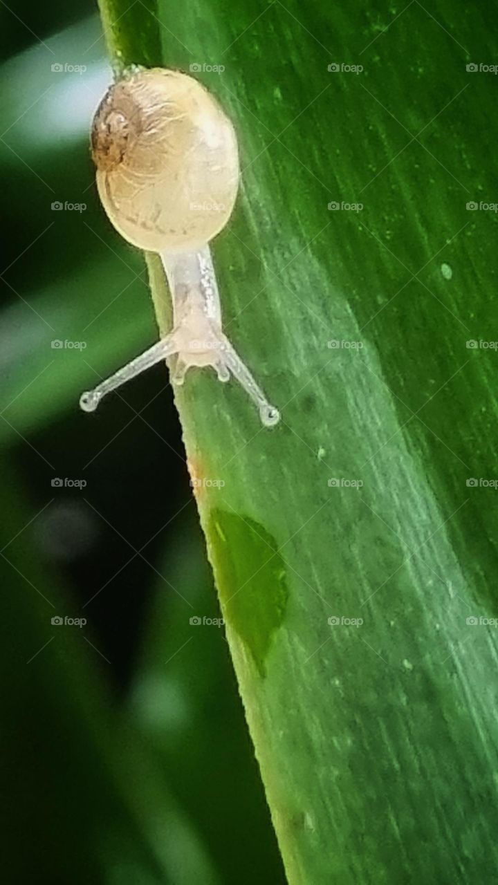 small snail trying to reach a raindrop