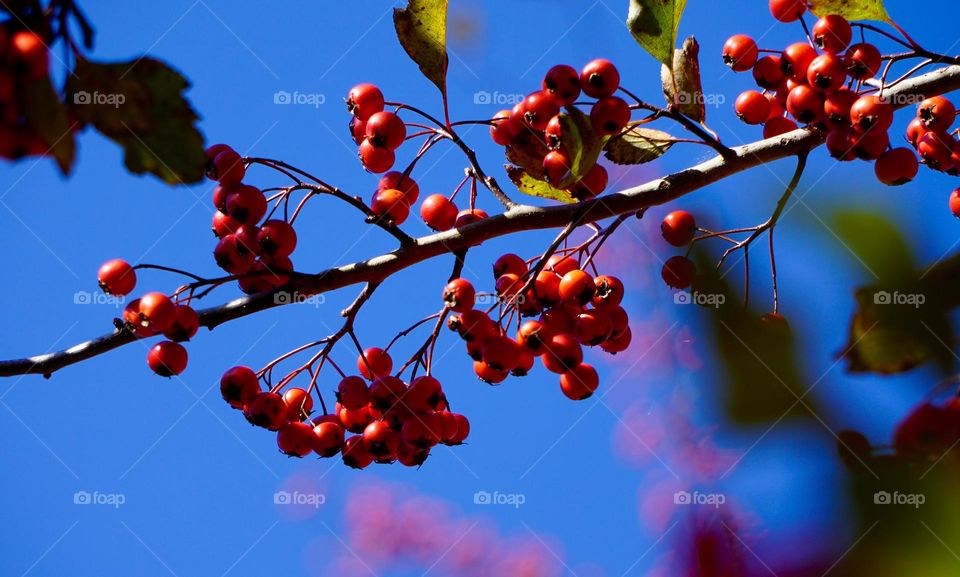 Branch of Red Barries