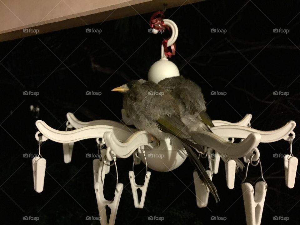 Birds on a hanger