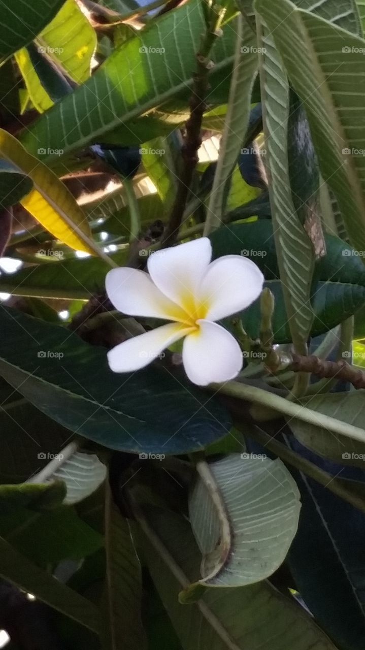 Plumeria flower in bloom in Kauai.