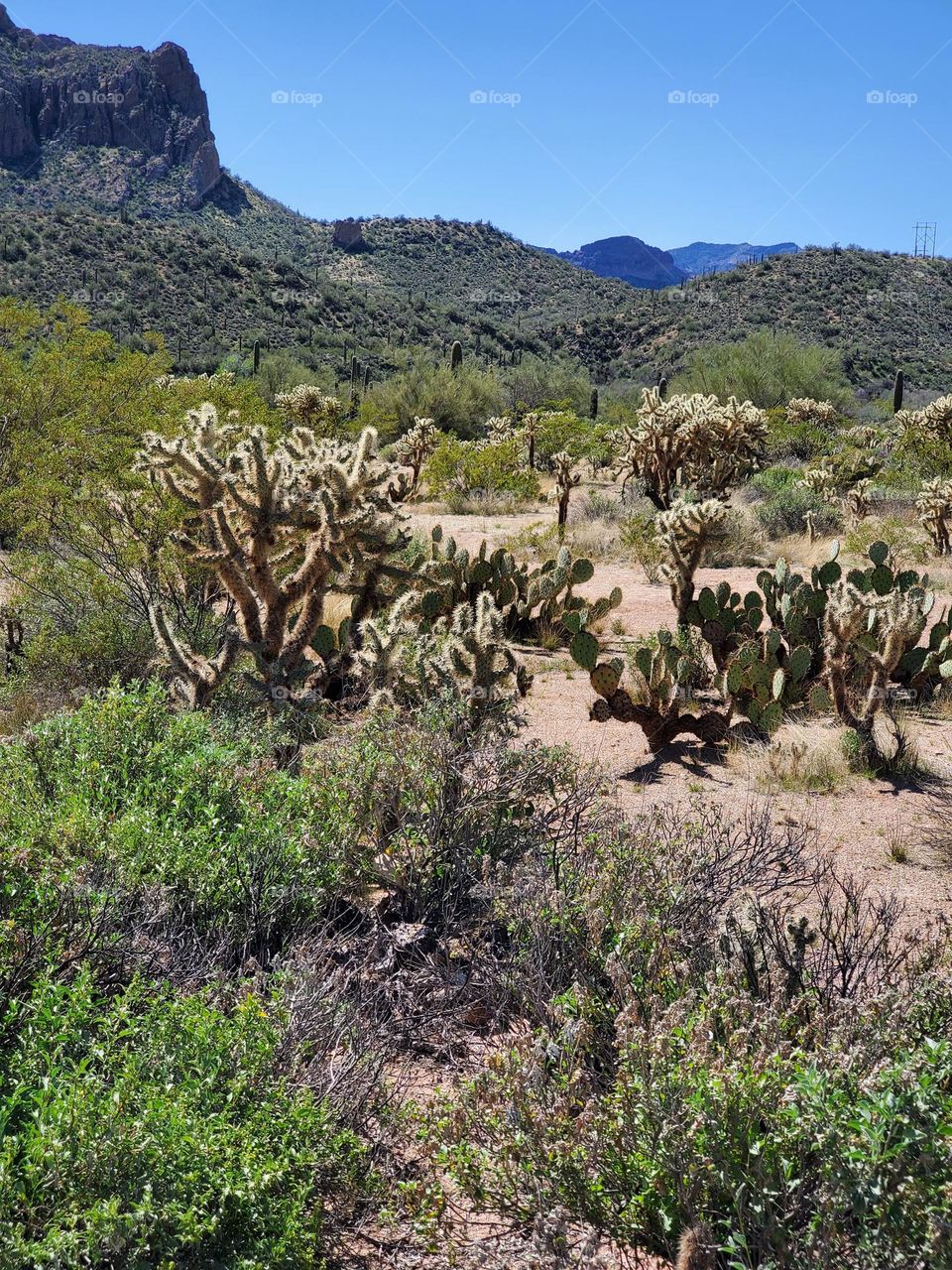 Sonoran Desert in Arizona