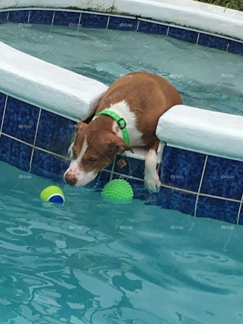 Rescue pitbull in waterfall in pool playing with balls