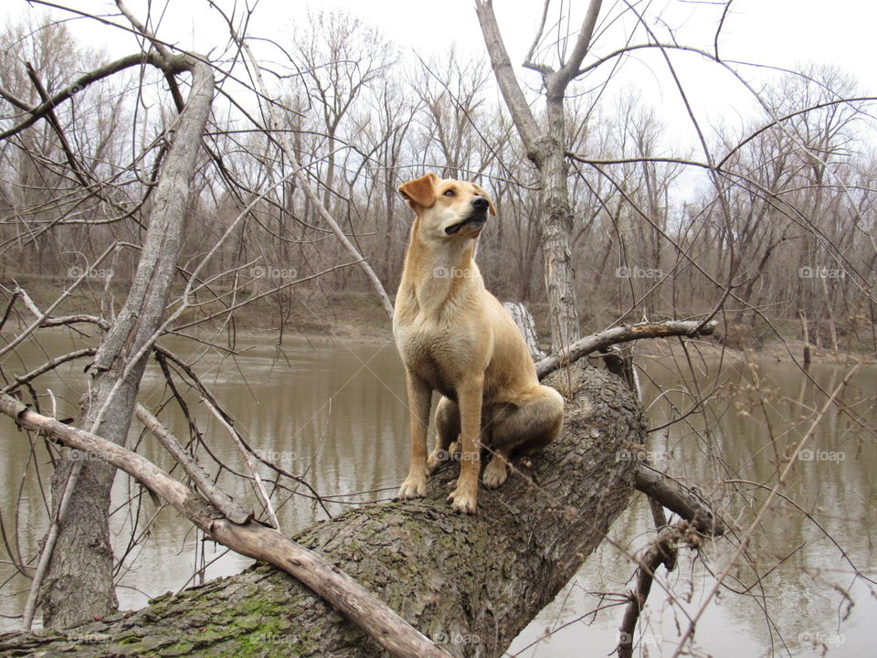 A bossy dog on a mossy log