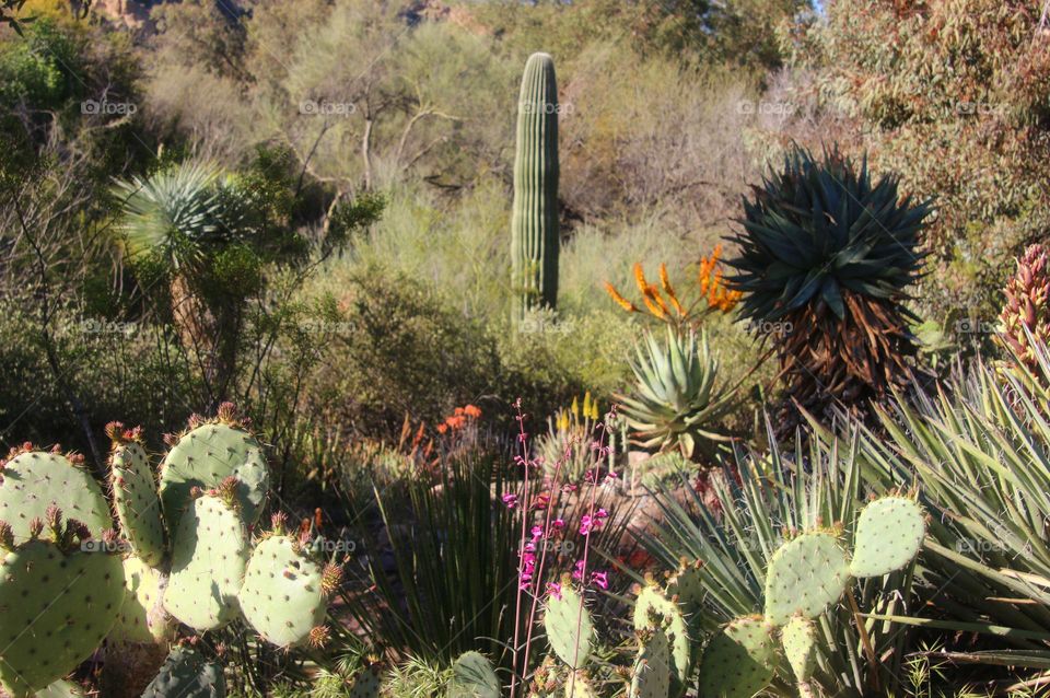 Colorful Spring in the Desert
