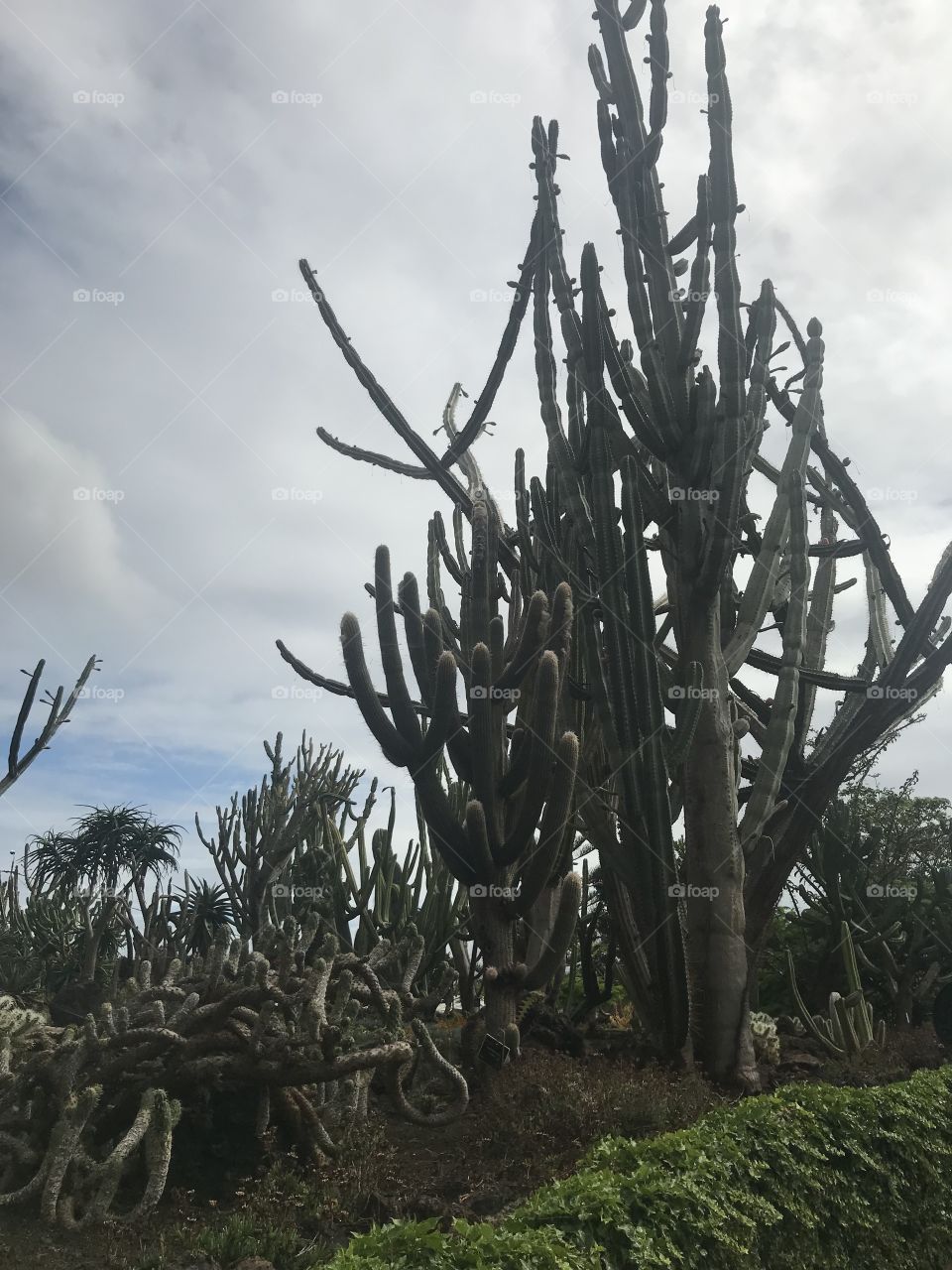 Jardim botânico Funchal 