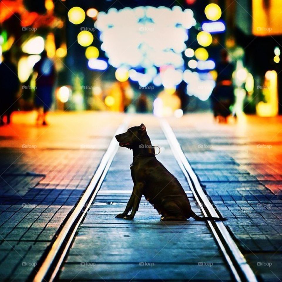street dog dogs lights by itsAus