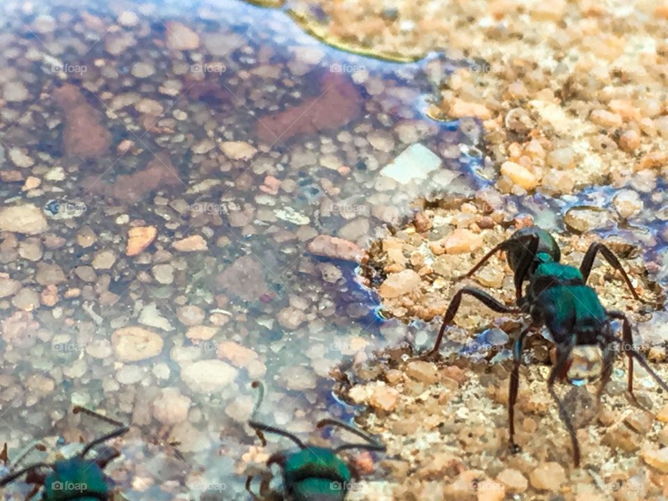 Close-up of a worker and feeding near some honey iridescent and colours