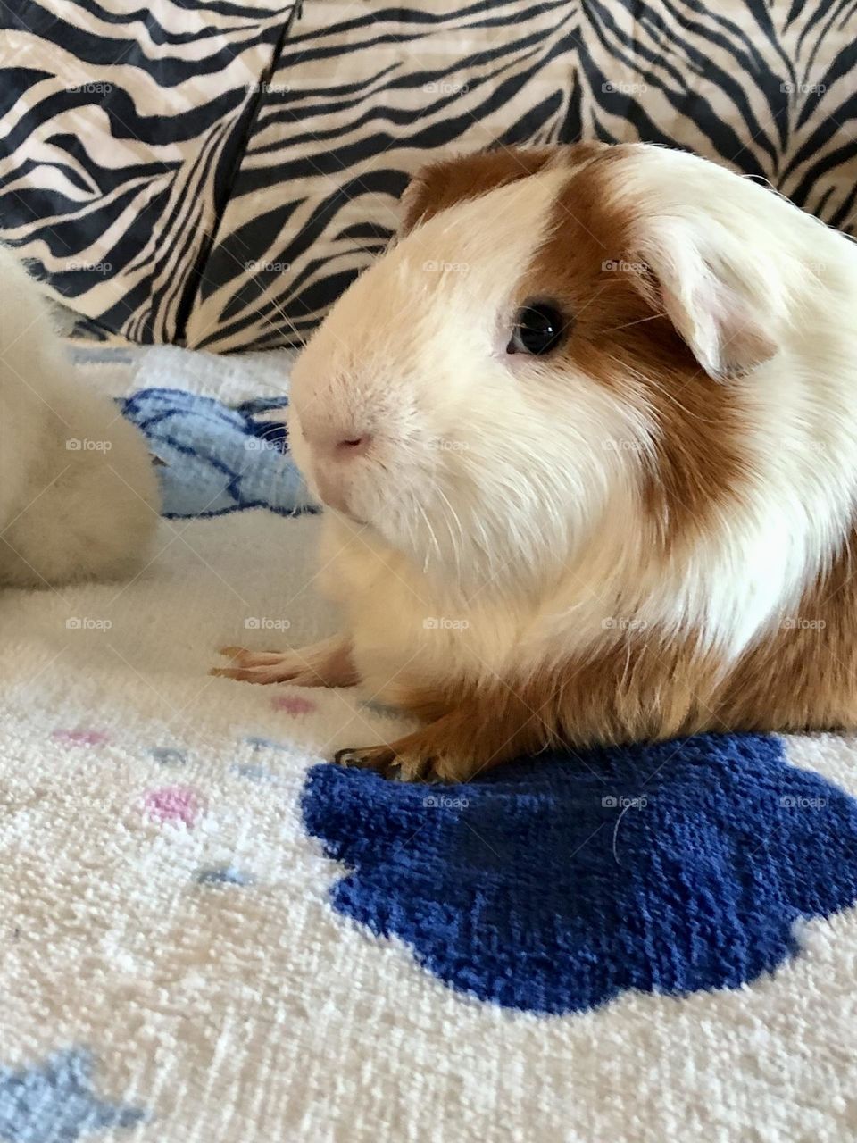 Close up with  Nicky  / little boy Guinea pig 