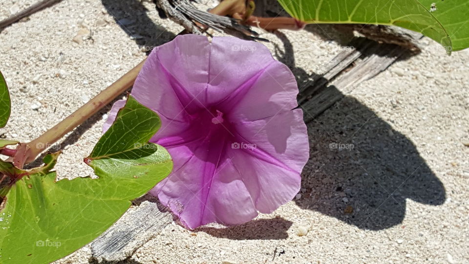 Beached flower