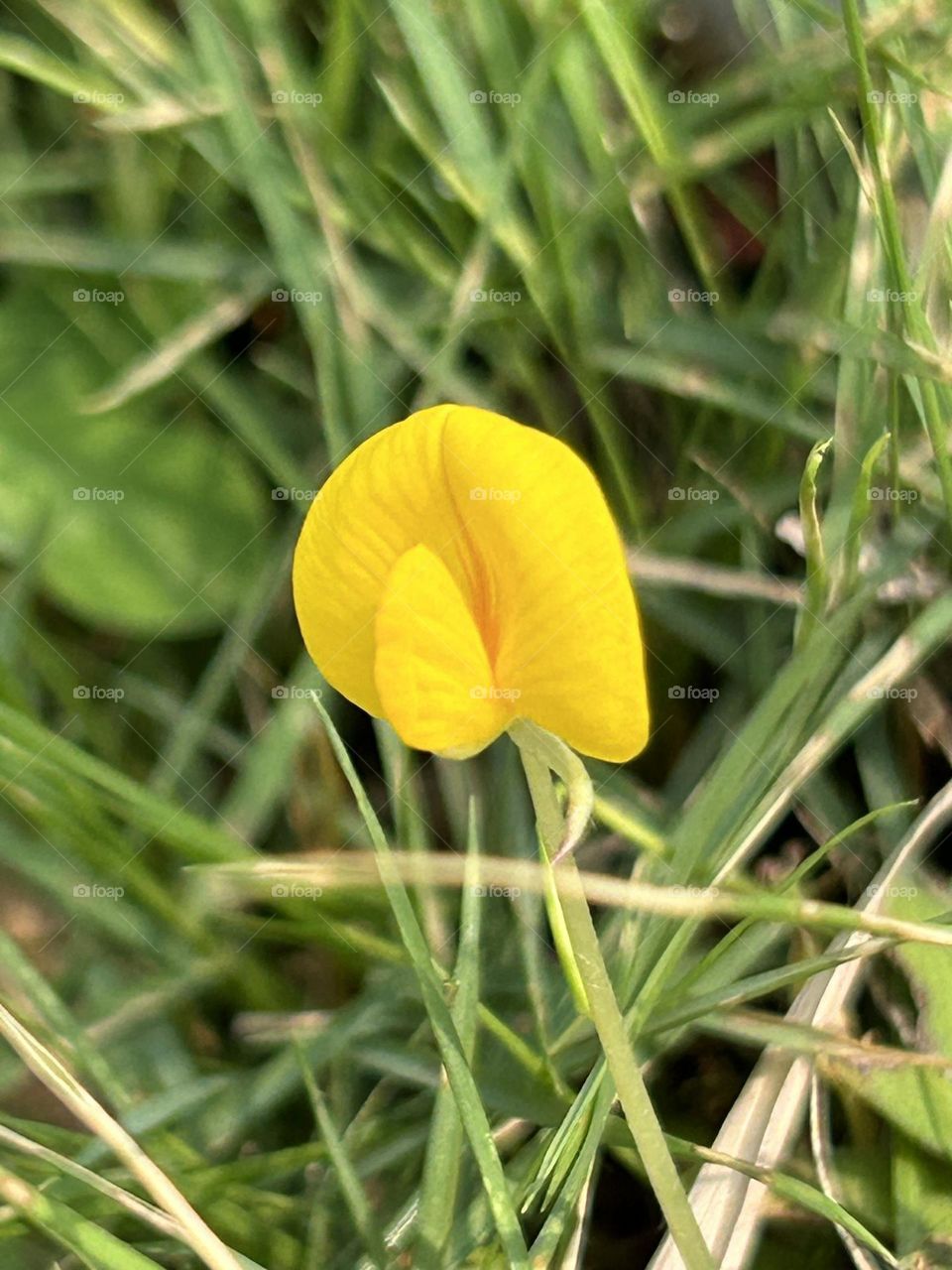 Walk in the playground noticed the small yellow flowers near the path ,the flower surface only 12to15mm,it is so beautiful 
