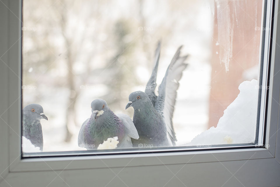 pigeons outside the window