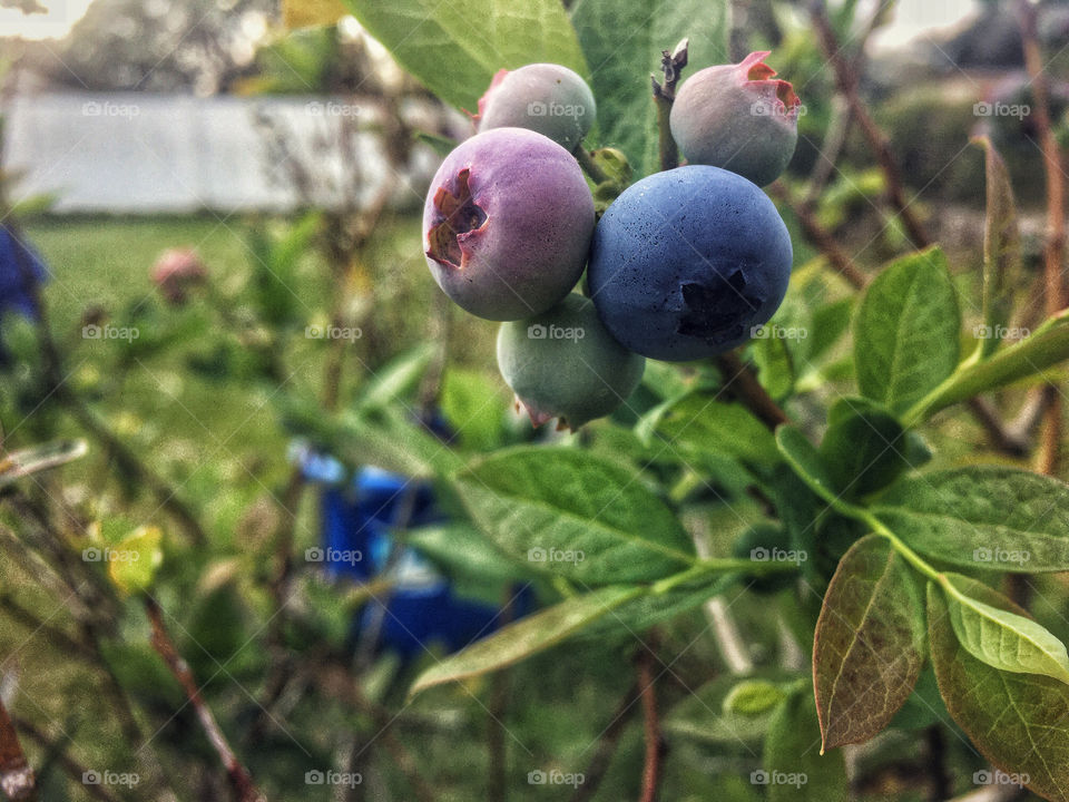 Spring is near! Blueberries are just starting to turn blue 