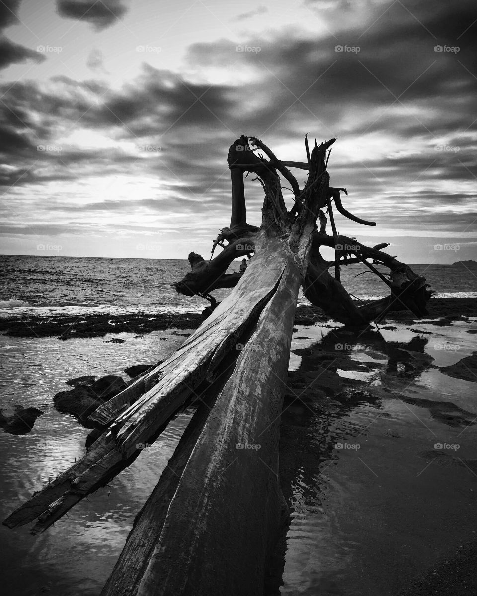 Driftwood at beach