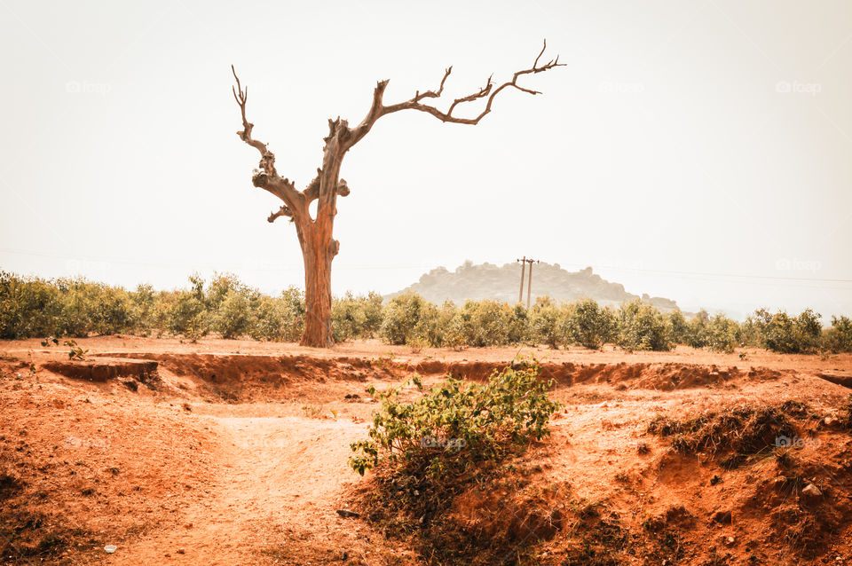 Dead tree with branches and without leaves. Deciduous tree without leaves sky in the background. tree branch in the autumn. Thick bare branches of the tree.