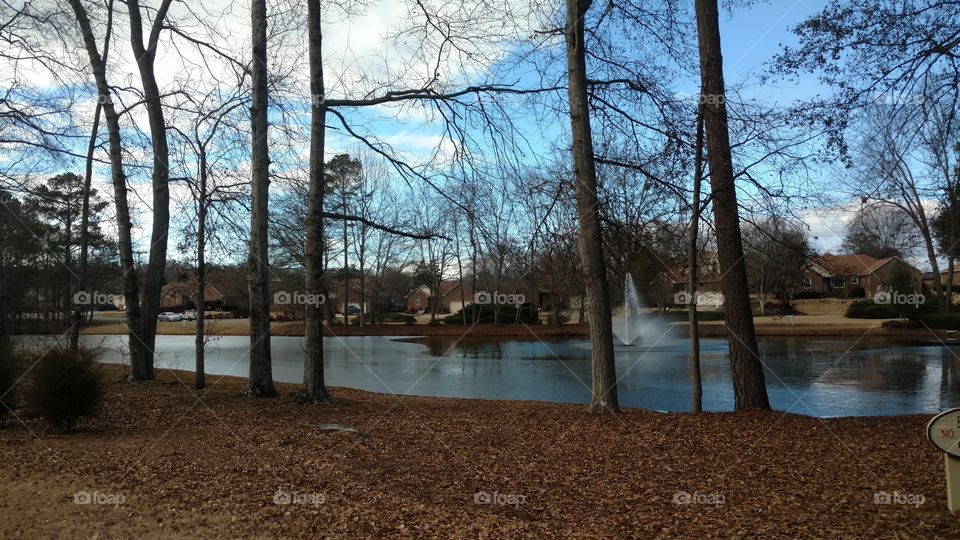 Tree, Landscape, No Person, Fall, Wood