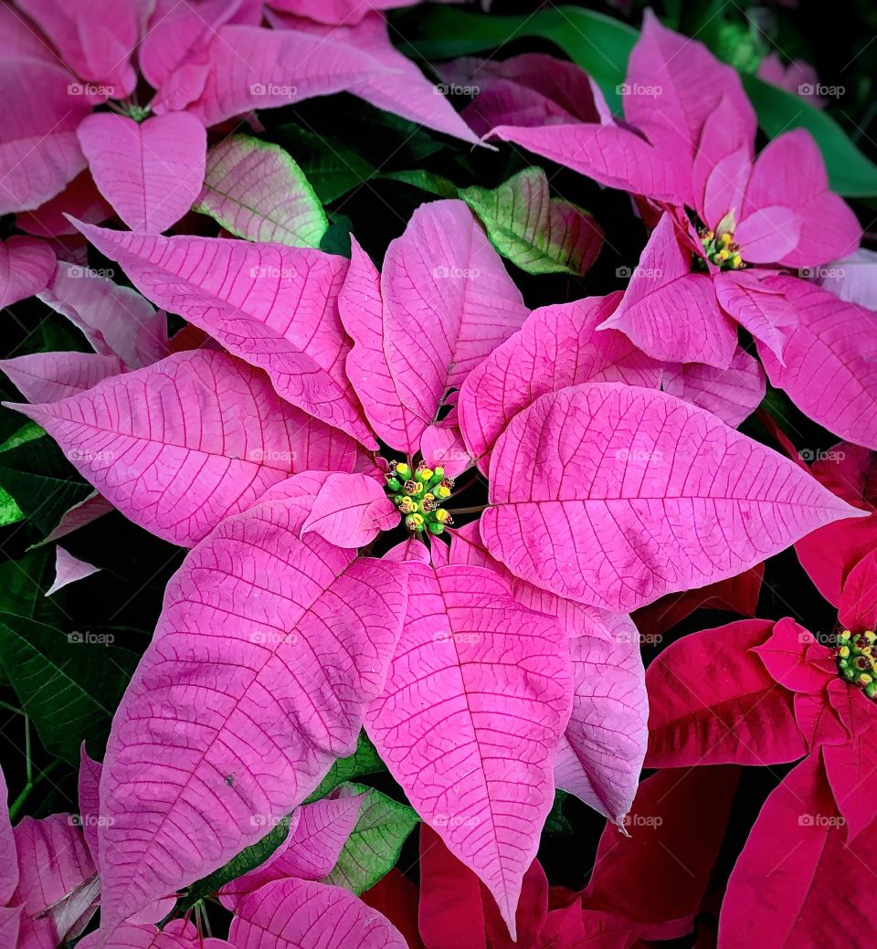 Pink poinsettias—taken in Chicago, Illinois 