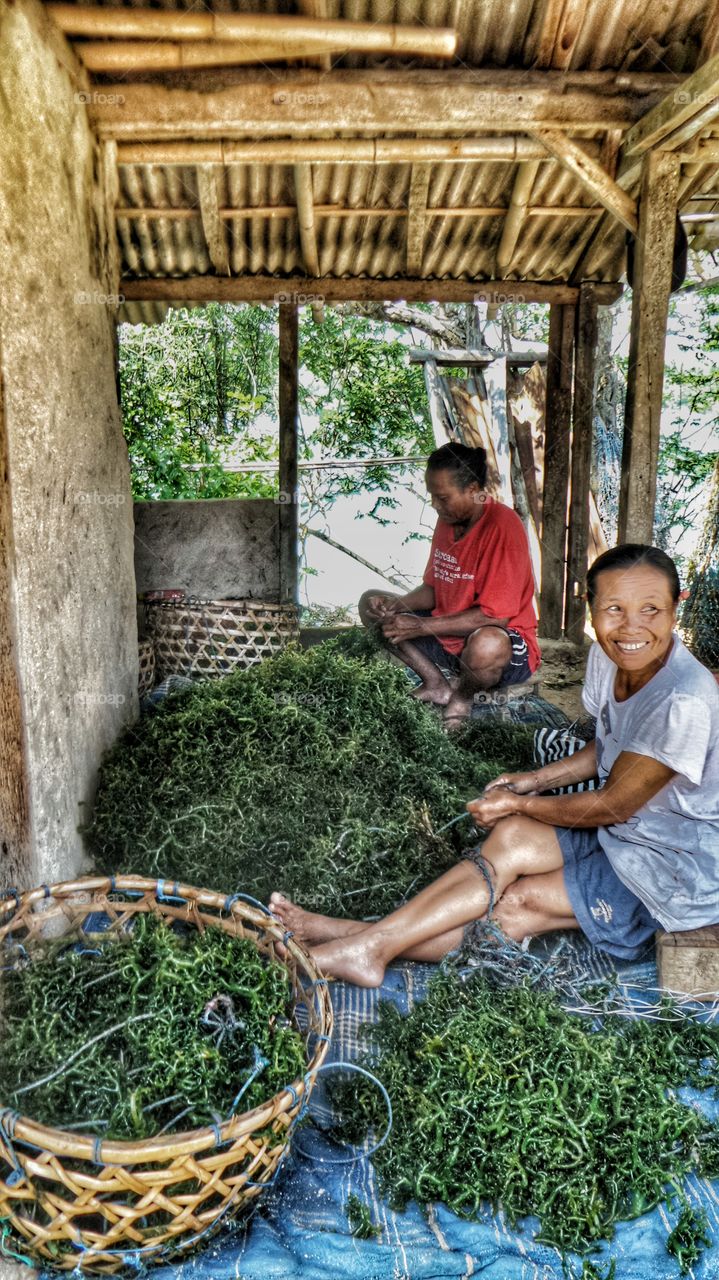 Seaweed Farmer