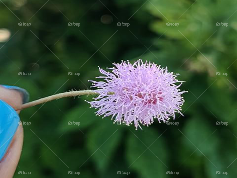 Mimosa pudica flower