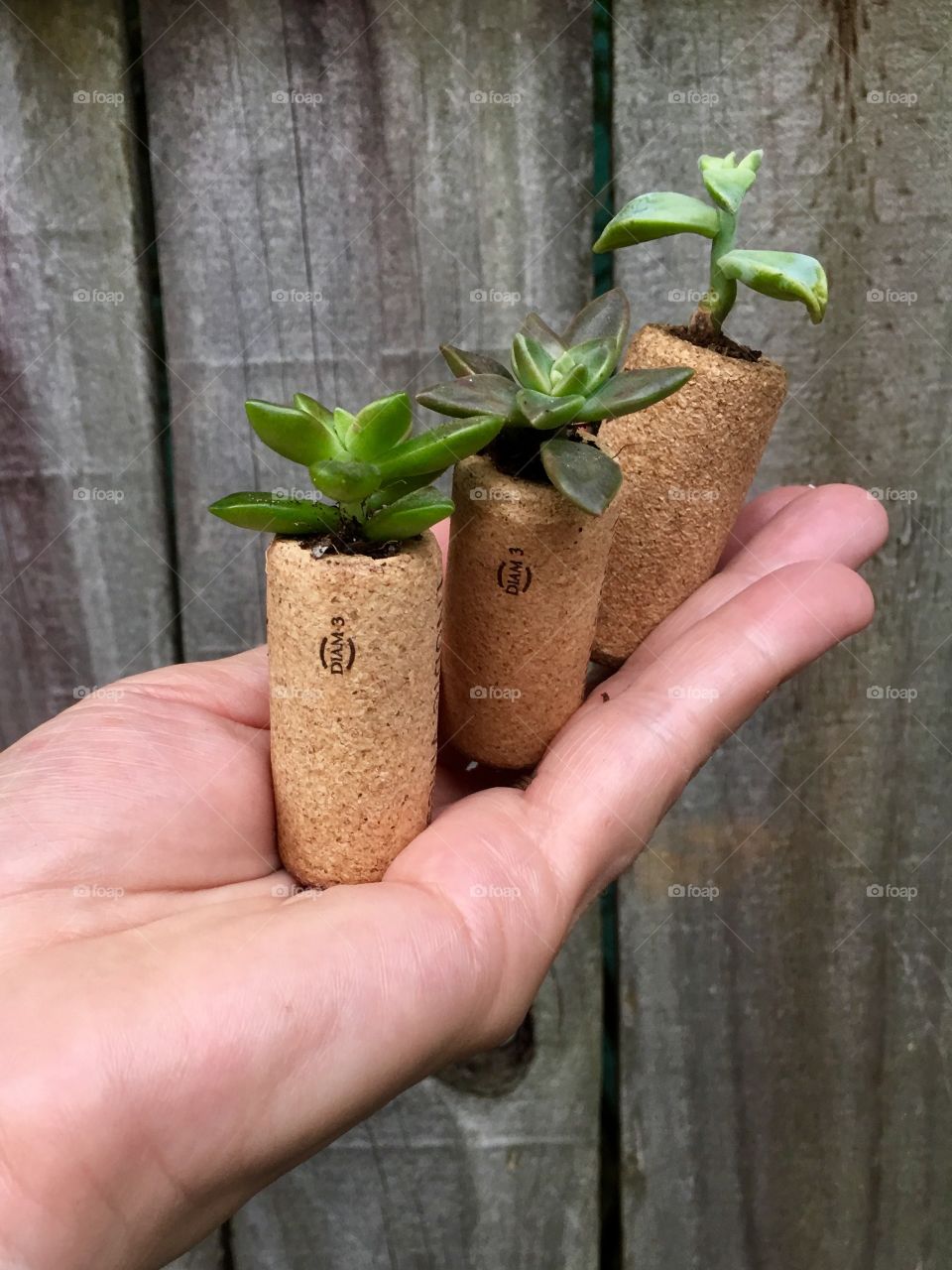 Succulents plant in wine corks