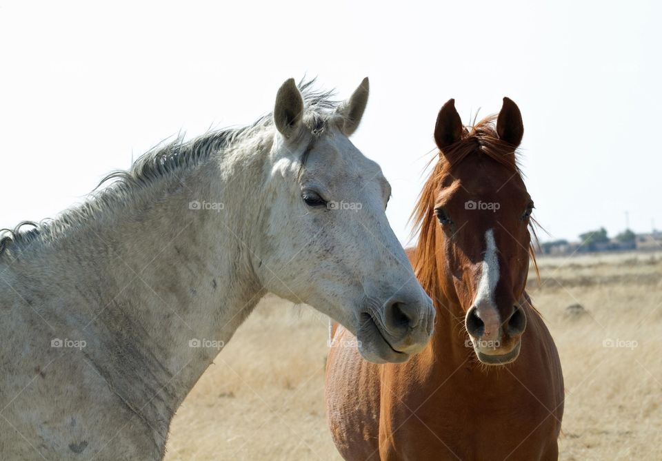 Two farm horses
