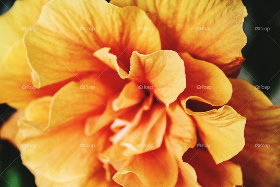 Close-up flowers