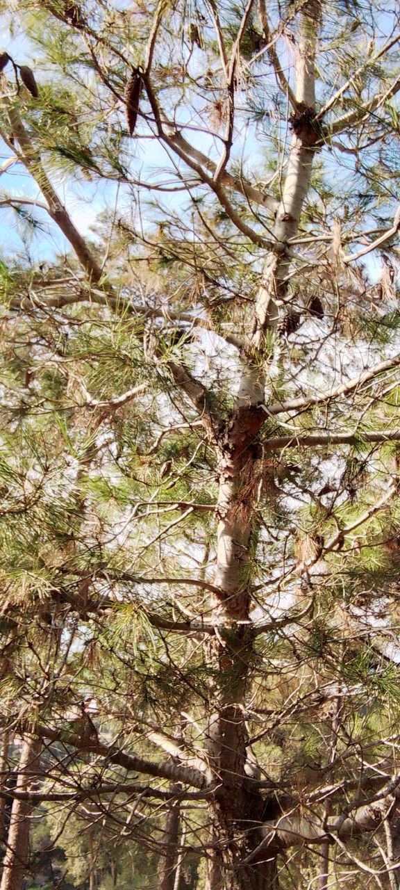 Beautiful nature trees, grass, branches