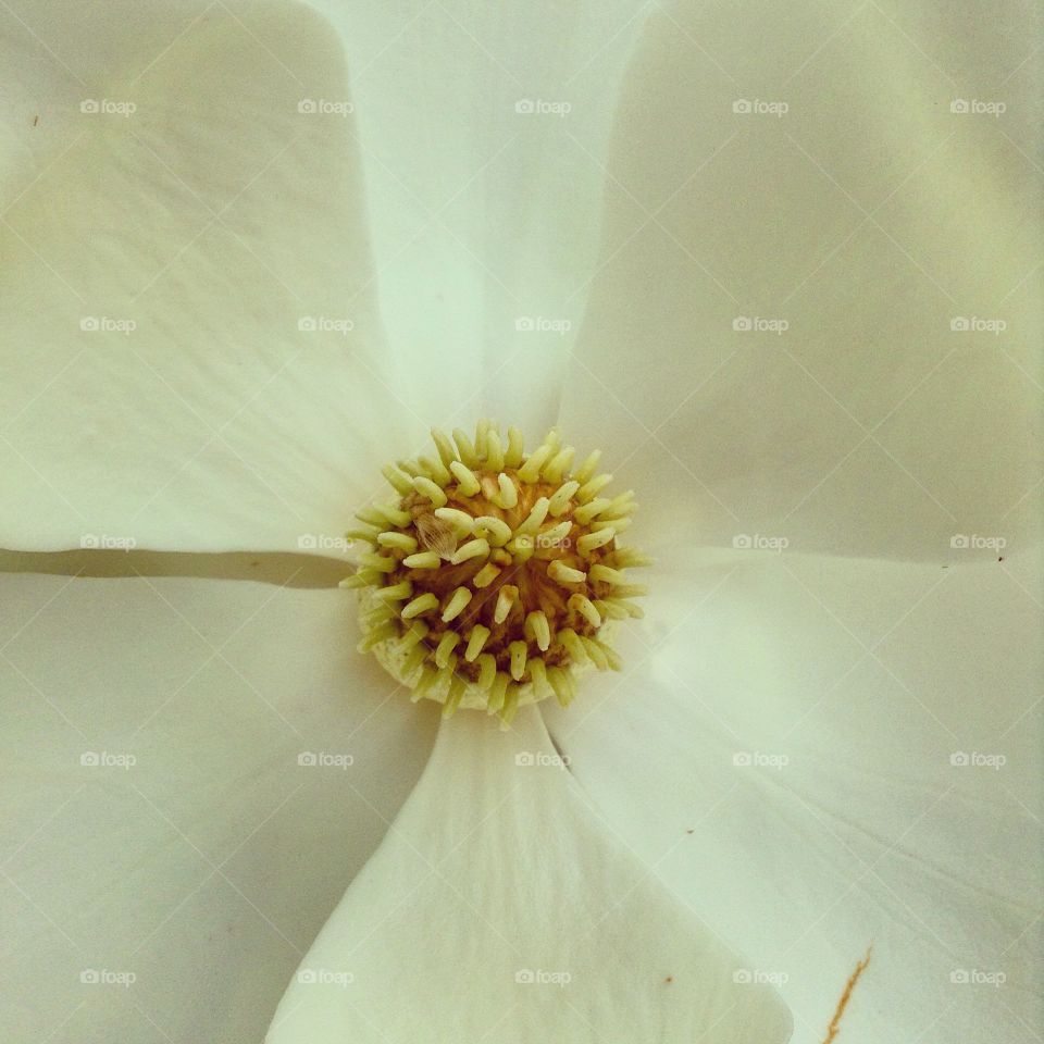 Magnolia . One of the largest flowers to bloom.