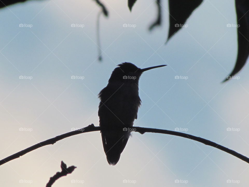 beautiful humming bird.