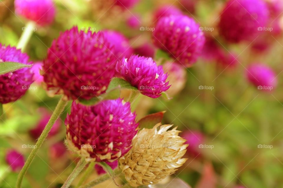 Macro shot of flowers