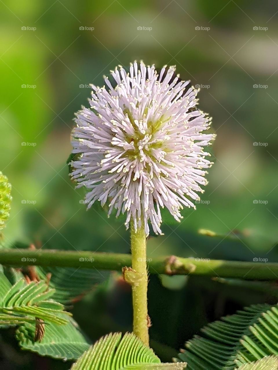This is the flower of the sensitive plant🌿