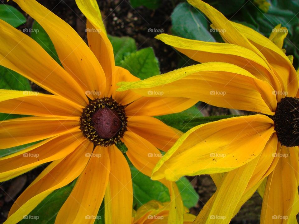 Yellow Flowers