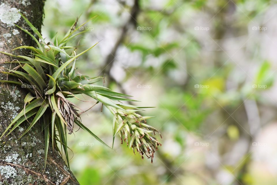 Green wild flower/Flor silvestre verde.