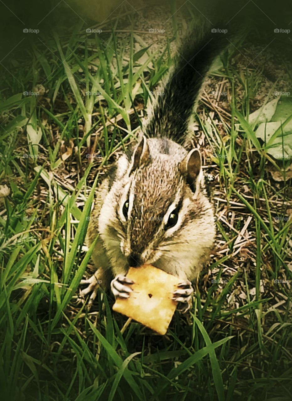 Chipmunk snacking. Chipmunk snacking on dropped snacks