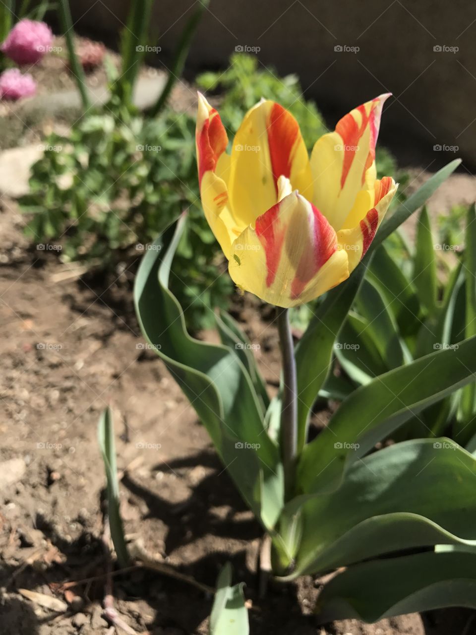 La Courtine Tulip