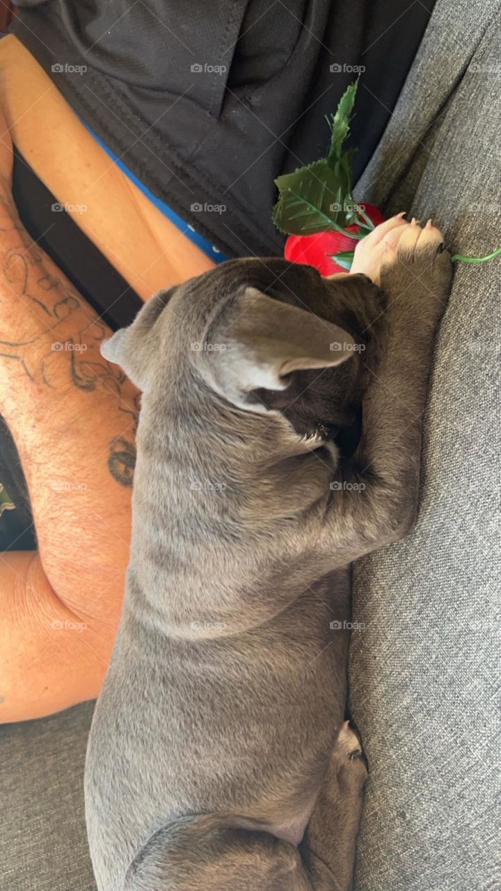 Dogs are not our whole life, but they make our lives whole." - Roger Caras Dogs are our link to paradise."