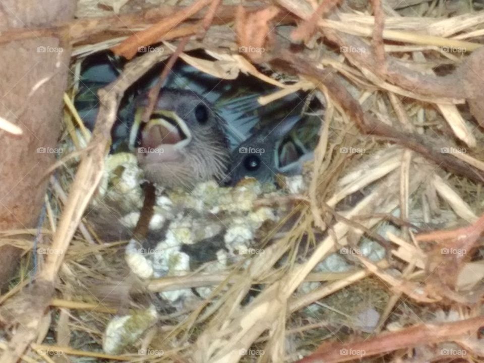 New Born Birds Searching for their Mother.How was relationship between them.