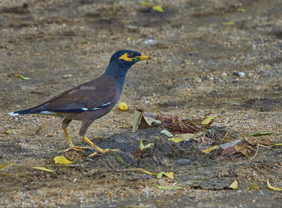 Bird photography - Indian Mynaa - Perching - Scouting for food