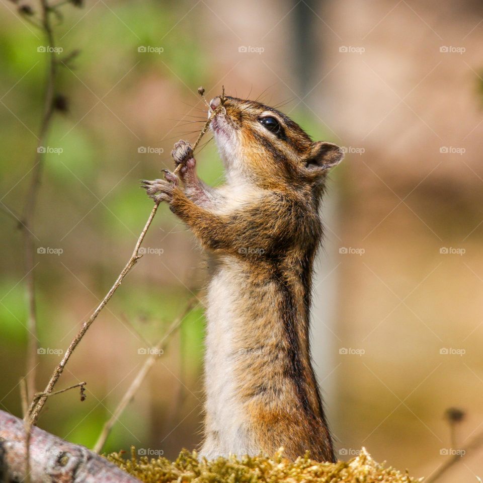 Chipmunk smelling dead flower