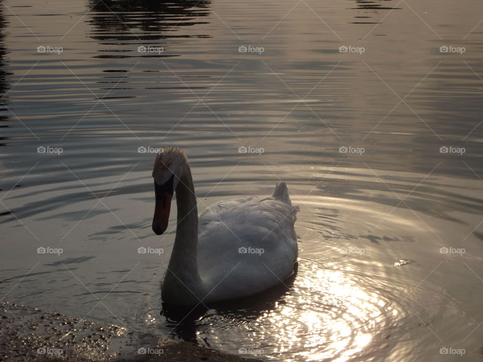 A Golden Pool