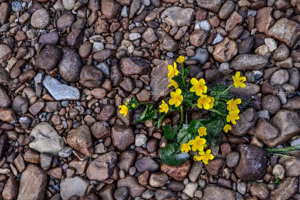 Brook flower